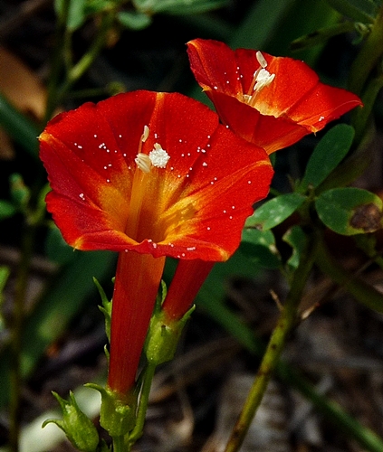 {Ipomoea coccinea}